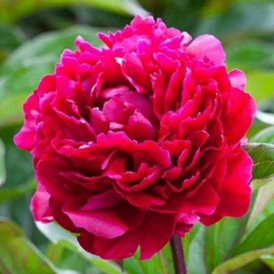 Пион МАДАМ ГОДИШО травянистый в Махачкале