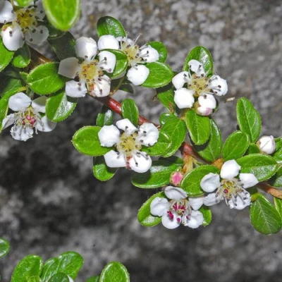 Кизильник ТАНГСТЕДТ горизонтальный  в Махачкале
