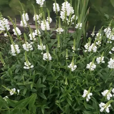 Физостегия АЛЬБА виргинская в Махачкале