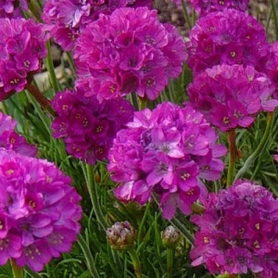 Армерия МОНИНГ СТАР ДИП РОУЗ в Махачкале