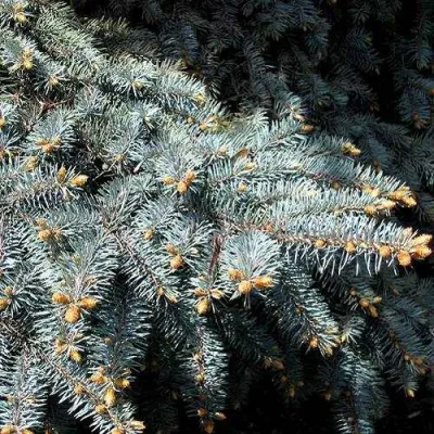 Ель НАНА сизая в Махачкале