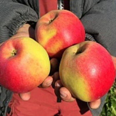 Яблоня СОКОЛОВСКОЕ стелющаяся в Махачкале