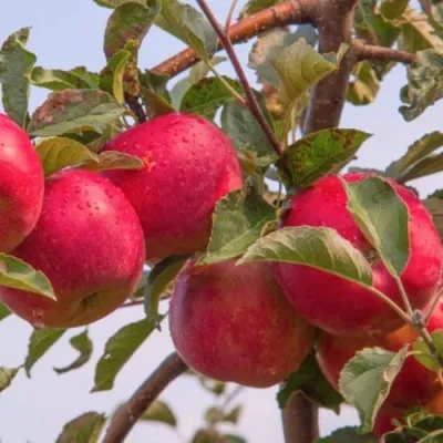 Яблоня РОЖДЕСТВЕНСКОЕ в Махачкале