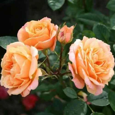 саженцы розы Клементина