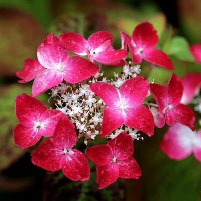 гортензия куренаи