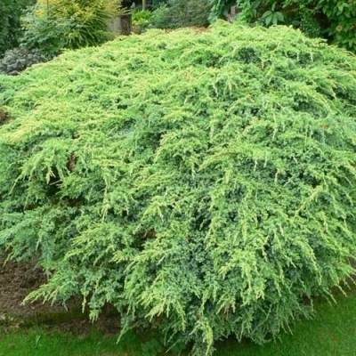 Можжевельник ХОЛГЕР чешуйчатый в Махачкале