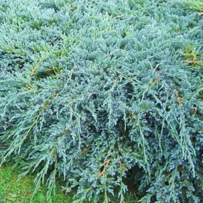 Можжевельник БЛЮ КАРПЕТ чешуйчатый в Махачкале