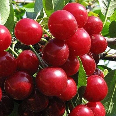 Вишня ГЛУБОКСКАЯ в Махачкале