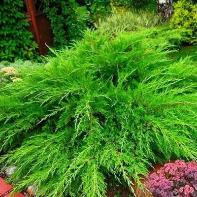 Можжевельник средний Mint Julep (МИНТ ДЖУЛЕП) в Махачкале