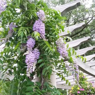 Глициния макростахия БЛЮ МУН в Махачкале