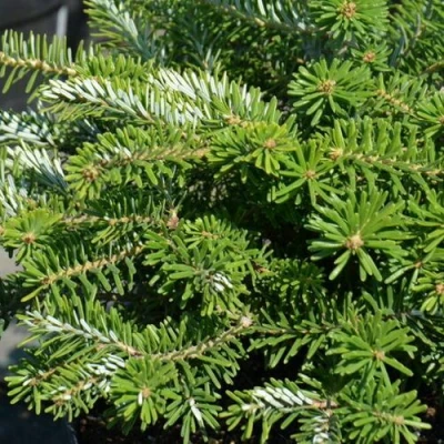 Пихта корейская  в Махачкале