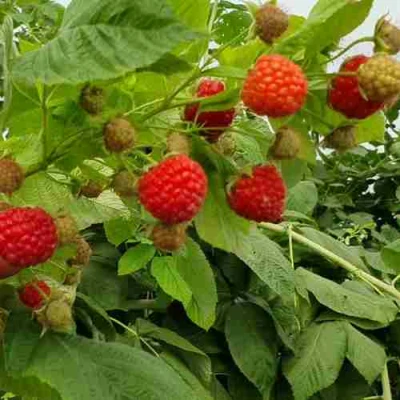 Малина КВЕЛЛИ в Махачкале