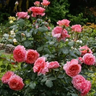 Роза ЛОРАН КАБРОЛЬ шраб в Махачкале