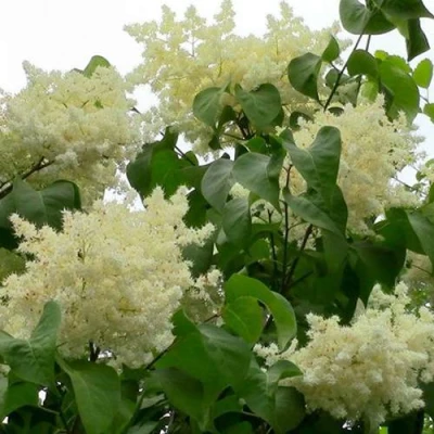 Сирень АМУРСКАЯ в Махачкале