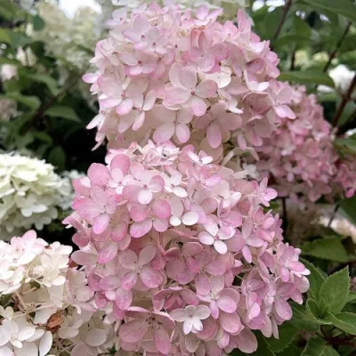 Гортензия БОМБШЕЛ метельчатая в Махачкале