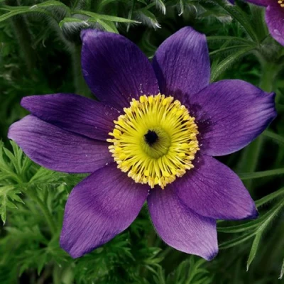 Прострел ПИНВИЛ БЛЮ ШЕЙДЕС в Махачкале