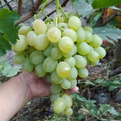 Виноград ВАНЮША в Махачкале