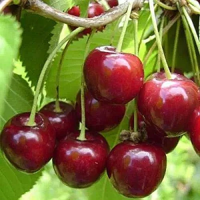 Вишня ХАРИТОНОВСКАЯ в Махачкале