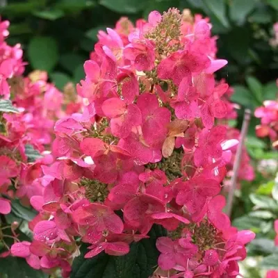 Гортензия МЕГА МИНДИ метельчатая в Махачкале