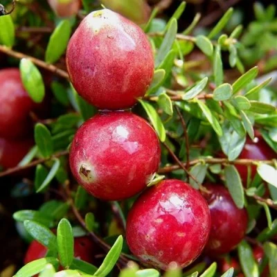 Клюква СТИВЕНС в Махачкале