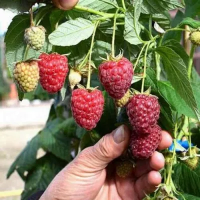 Малина ПОЛЕСЬЕ в Махачкале