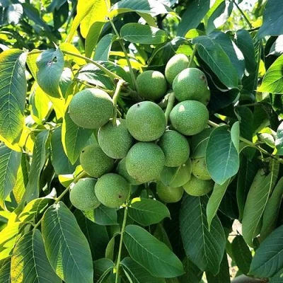 Грецкий орех  ИЗЯЩНЫЙ в Махачкале