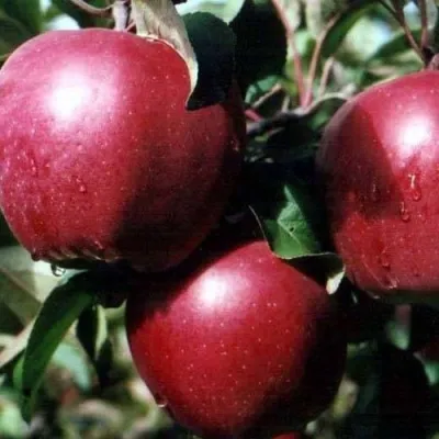 Яблоня РЕД ПРИНЦ в Махачкале