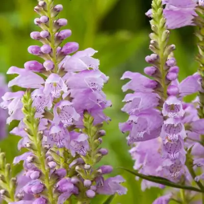 Физостегия РОЗЕЯ виргинская в Махачкале