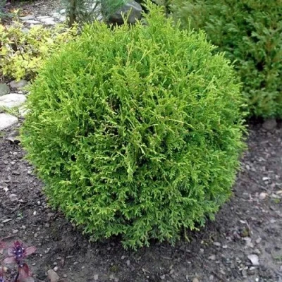 Туя ХОЗЕРИ западная в Махачкале