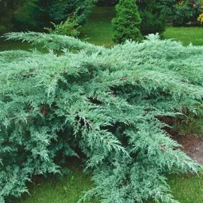 Можжевельник ГРЕЙ ОУЛ виргинский в Махачкале