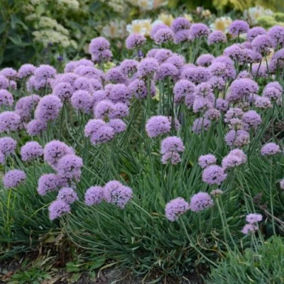 Лук ЛИЗА БЛЮ стареющий в Махачкале