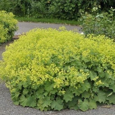 Манжетка ТРИЛЛЕР мягкая в Махачкале