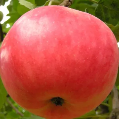 Яблоня СУЙСЛЕПСКОЕ (МАЛИНОВКА) в Махачкале