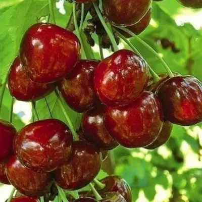 Черешня БУРЛАТ в Махачкале