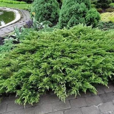 Можжевельник РОКЕРИ ДЖЕМ казацкий в Махачкале