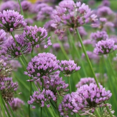 Лук угловатый в Махачкале