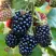 Ежевика ДЖАМБО бесшипная в Махачкале
