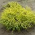 Кипарисовик ГОЛДЕН МОП горохоплодный в Махачкале