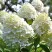 Гортензия БОМБШЕЛ метельчатая в Махачкале