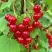 Смородина красная МААРСЕС ПРОМИНЕНТ в Махачкале