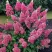 Гортензия МЕГА МИНДИ метельчатая в Махачкале