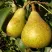 Груша ГЕНЕРАЛ ЛЕКЛЕРК в Махачкале