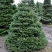 Пихта корейская  в Махачкале