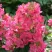 Гортензия МЕГА МИНДИ метельчатая в Махачкале