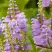 Физостегия РОЗЕЯ виргинская в Махачкале