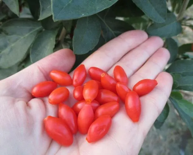 саженцы годжи