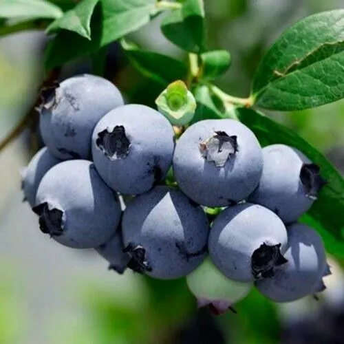 Голубика СИЕРРА  Голубика СИЕРРА в Махачкале