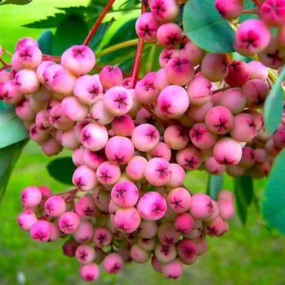 Рябина ПИНК сладкоплодная  Рябина ПИНК сладкоплодная в Махачкале