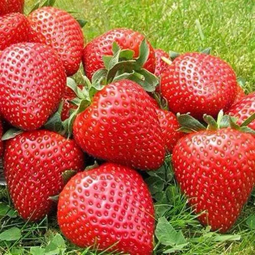 Клубника ЭЛИАНЕ  Клубника ЭЛИАНЕ в Махачкале