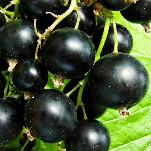 Смородина черная ДАЧНИЦА  Смородина черная ДАЧНИЦА в Махачкале